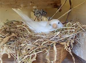 Burung Kenari mengeram