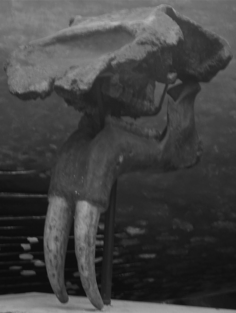 Pygmy Elephants the book October 2013