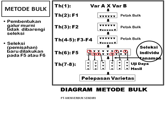 Metode Seleksi Pada Tanaman Menyerbuk Sendiri Dalam Pemuliaan