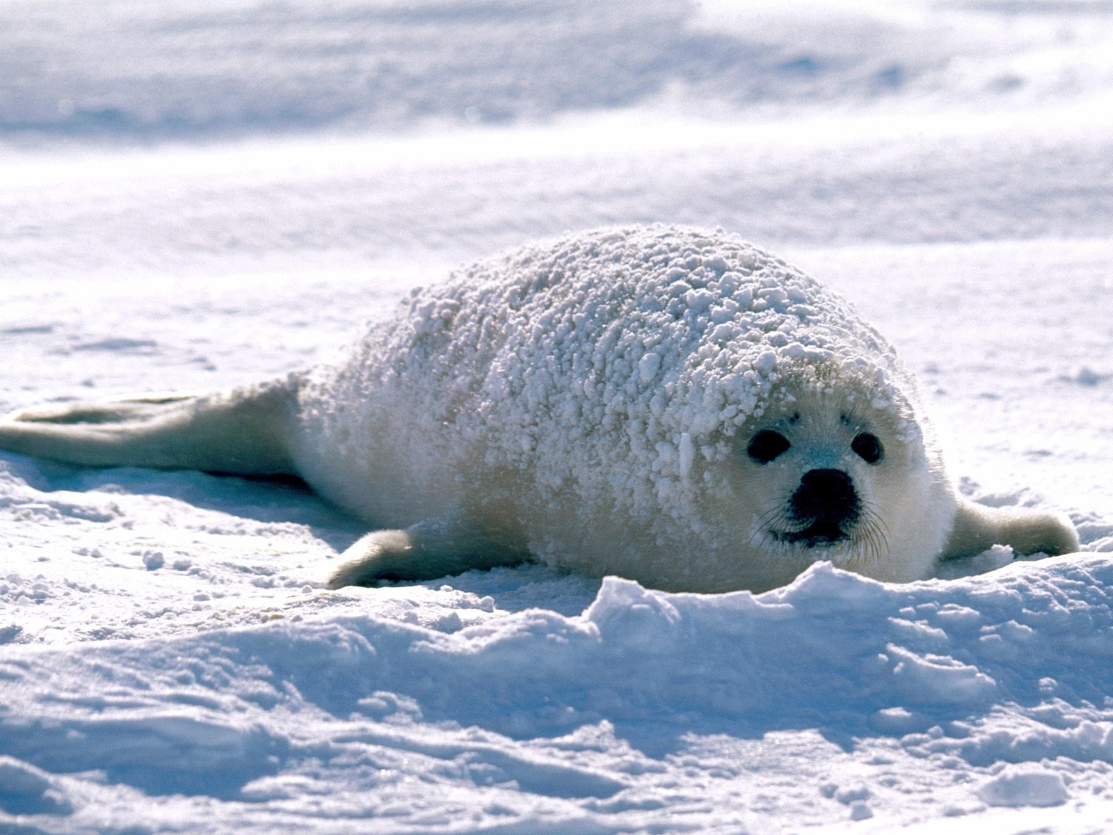 http://2.bp.blogspot.com/-I3uq0FDvISM/UHihv5K14gI/AAAAAAAAMNE/Y3g15-68nTo/s1600/Copia+de+Content,+Harp+Seal.jpg