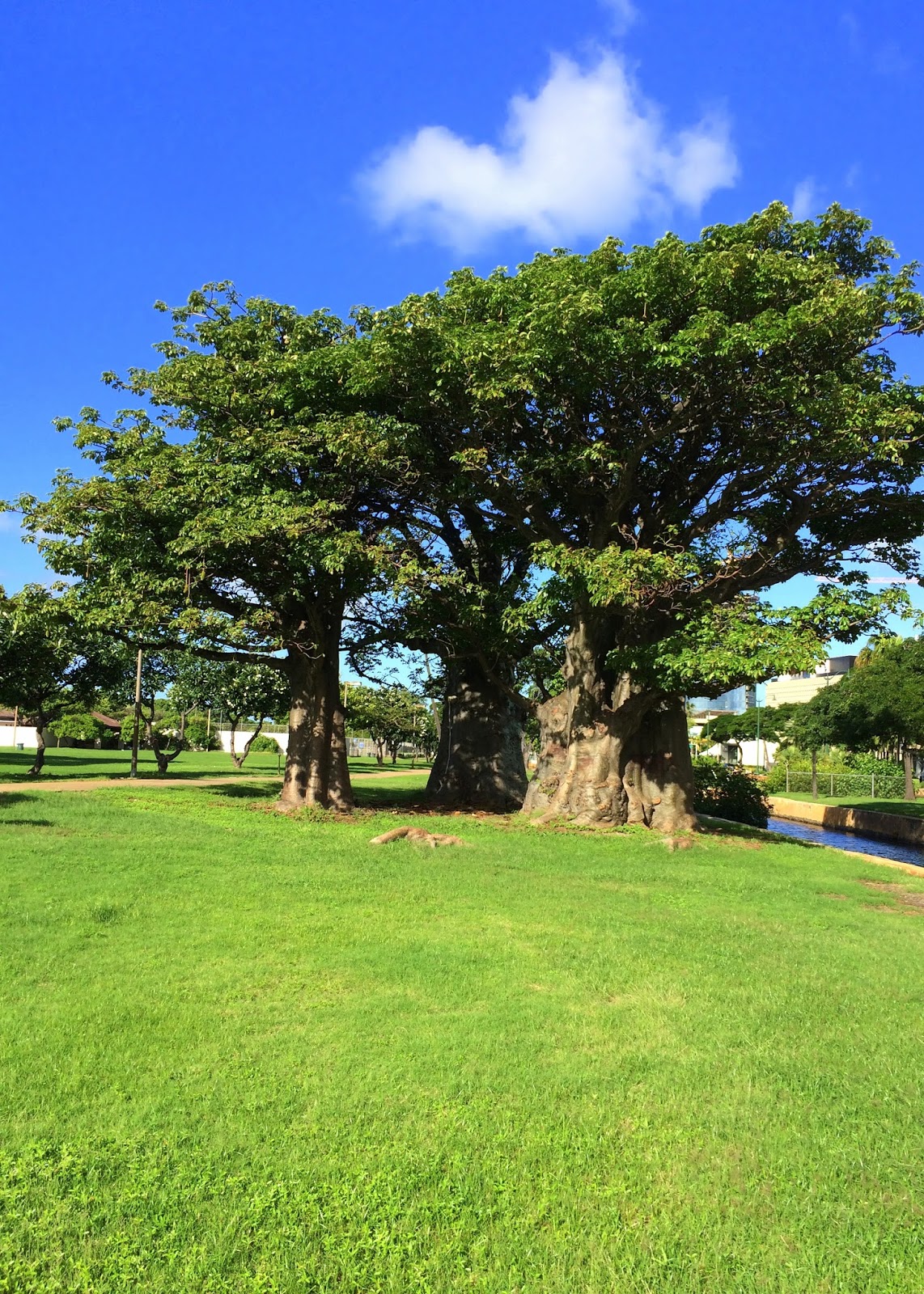 Aloha from Hawaii The Baobab Tree