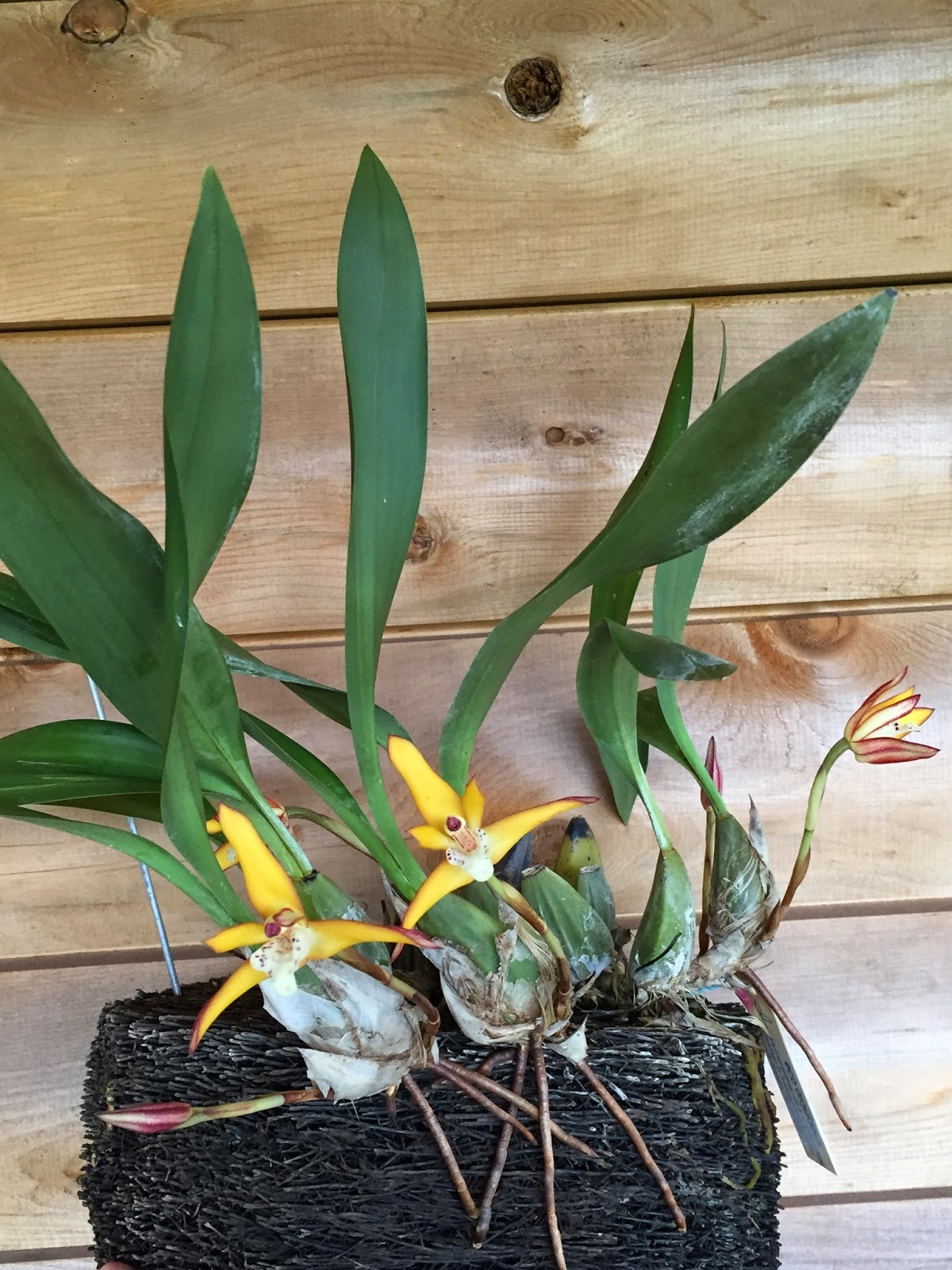 Rare Orchid Species Found Thriving High In The Trees! - w7fefvz