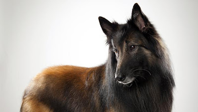 Belgian Tervuren Dog Herding