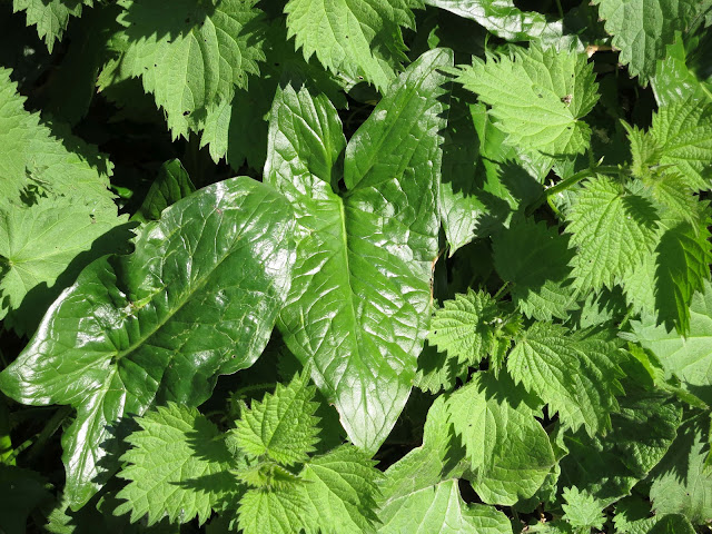 Green Leaves of Young Nettles and Arum maculatum