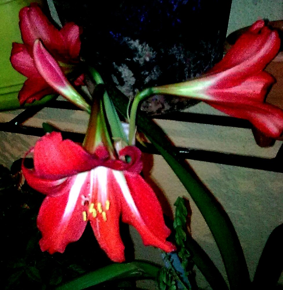 Garden Care Simplified Rains and the Beautiful Amaryllis Flower