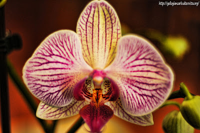 orchidea_phalaenopsis