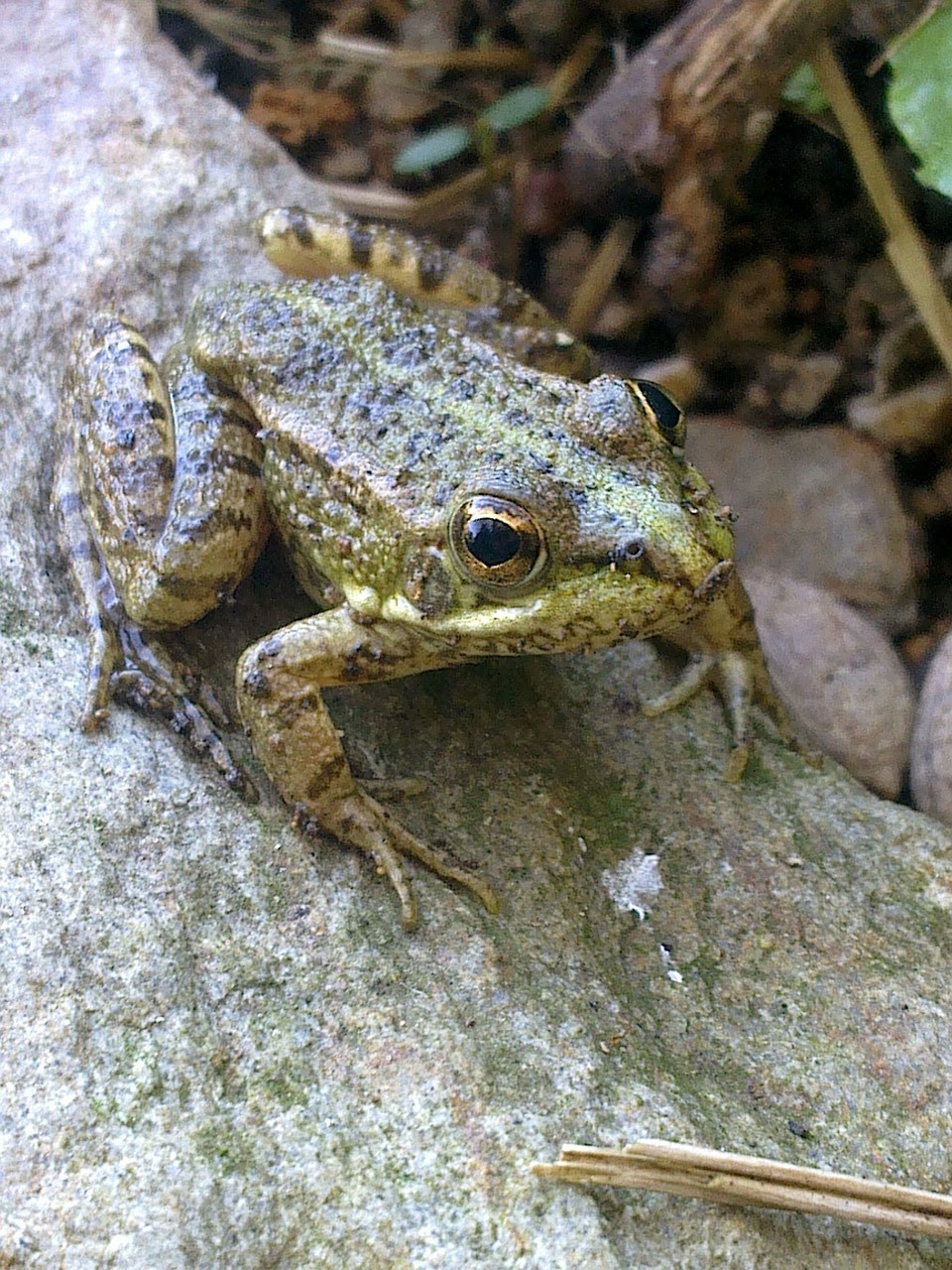 What do frogs do in winter 87 What do frogs do in winter 73