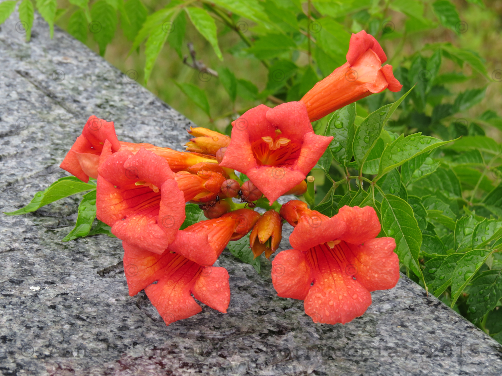 Anne's Creative Cornucopia Red Trumpet Flowers Photograph
