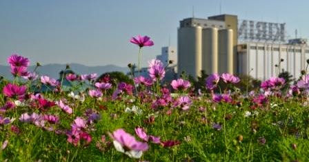 タケ坊の九州観光案内 キリンビール福岡工場 キリン花園 ２０１４