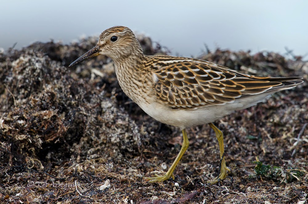 Correlimos pectoral, Calidris melanotos, Pectoral Sandpiper Correlimos pectoral, Calidris melanotos, Pectoral Sandpiper