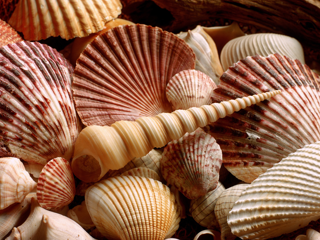 WALLPAPERS SEA SHELLS