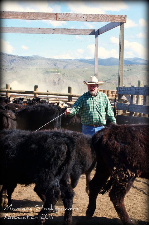 rose cattle company cattle industry my way of life cattle industry