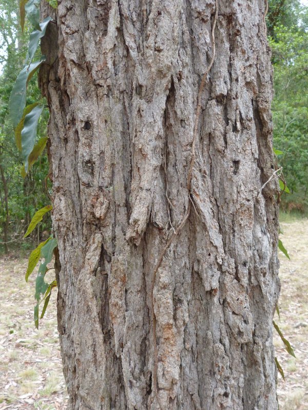 Ian Fraser Talking Naturally Bark Codes Or Barking Up The Right Tree