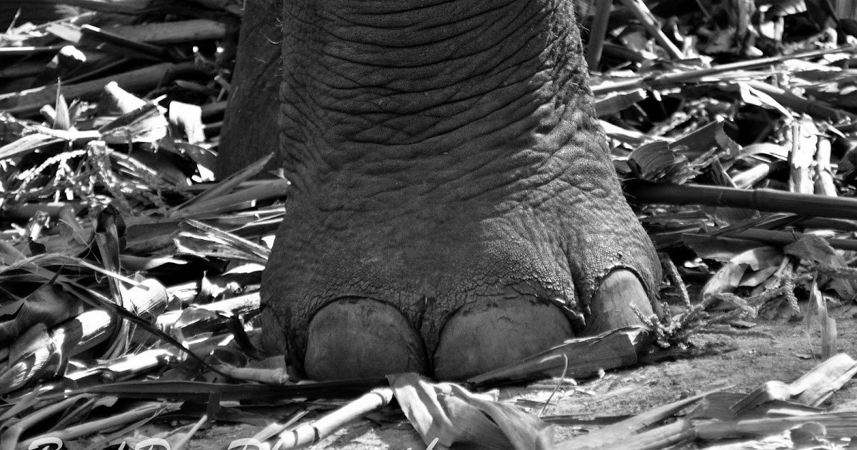 Living the Bucket List Life 111 Blow into the Trunk of an Elephant