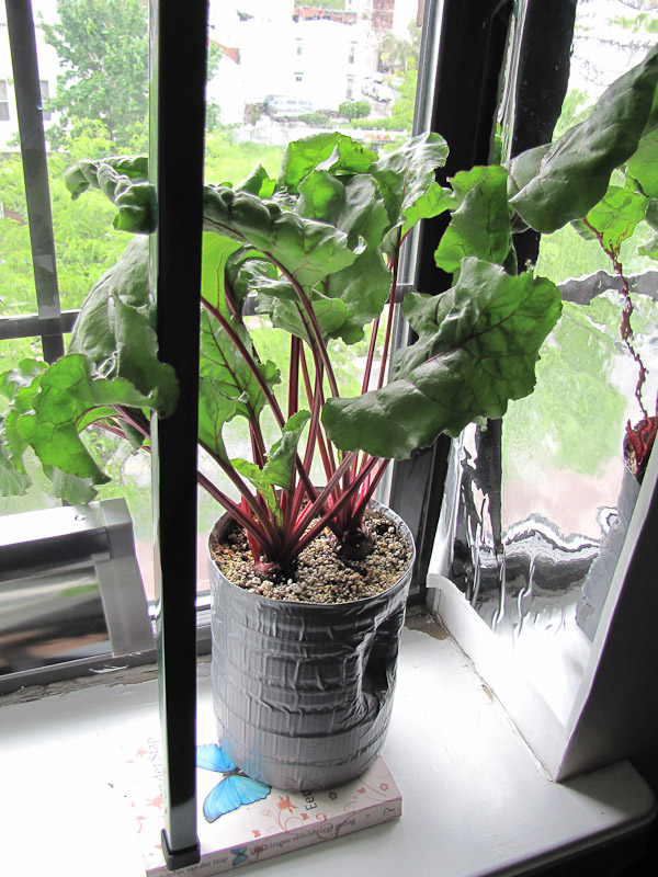1000 Images About Indoor Vegetable Gardening On Pinterest 400 x 300