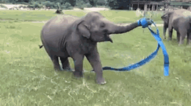 Funny animal gifs - part 108 (10 gifs), baby elephant playing with ribbon