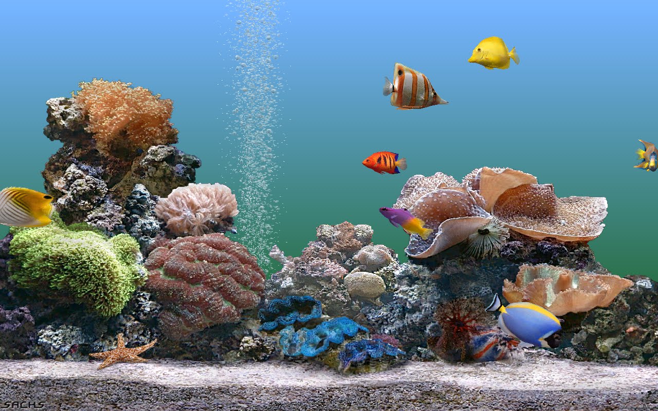 Natan Auto software 3D Fish Screen saver with sound.rar