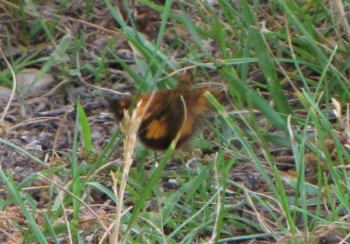 zabulon skipper
