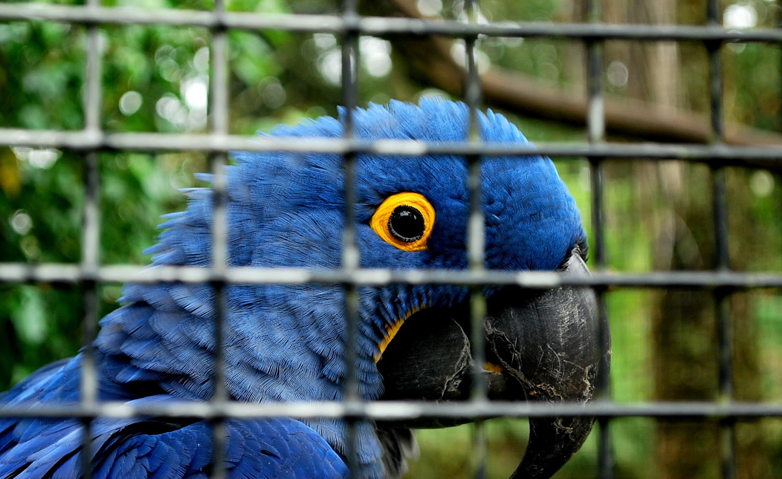 Hawaii Exploring The Big Island Panaewa Rainforest Zoo and Gardens