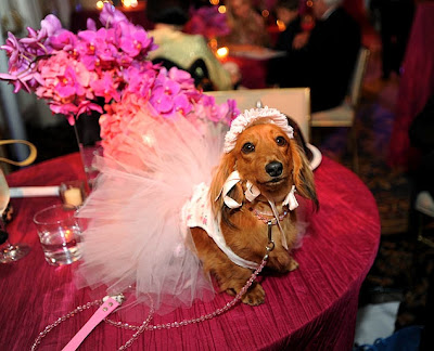 expensive pet wedding, $250000 dog wedding, The most expensive pet wedding in history, Wendy Diamond, Jumeirah Essex House, Sara Wilcox, Essex House