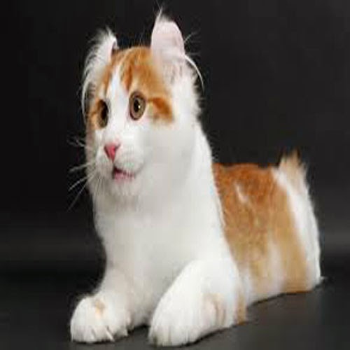 EVCİLGİLLER Evcil Kedi