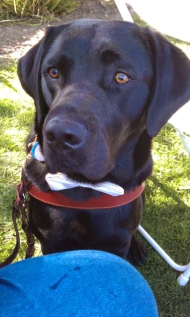 Guide Dog Leif, a black Labrador, sits in harness looking appealingly into the camera wearing a white bow tie around his neck.