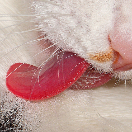 Science Decoder Ever Wondered Why Cats Have Rough Tongues