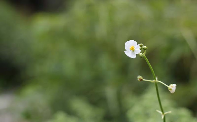 Broadleaf Arrowhead Flowers Pictures