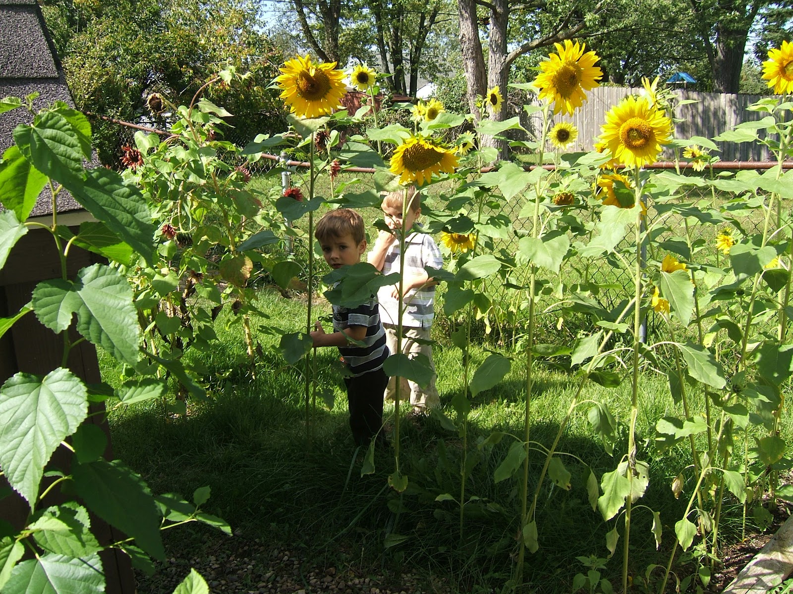 little*big*harvest Our Sunflower House!