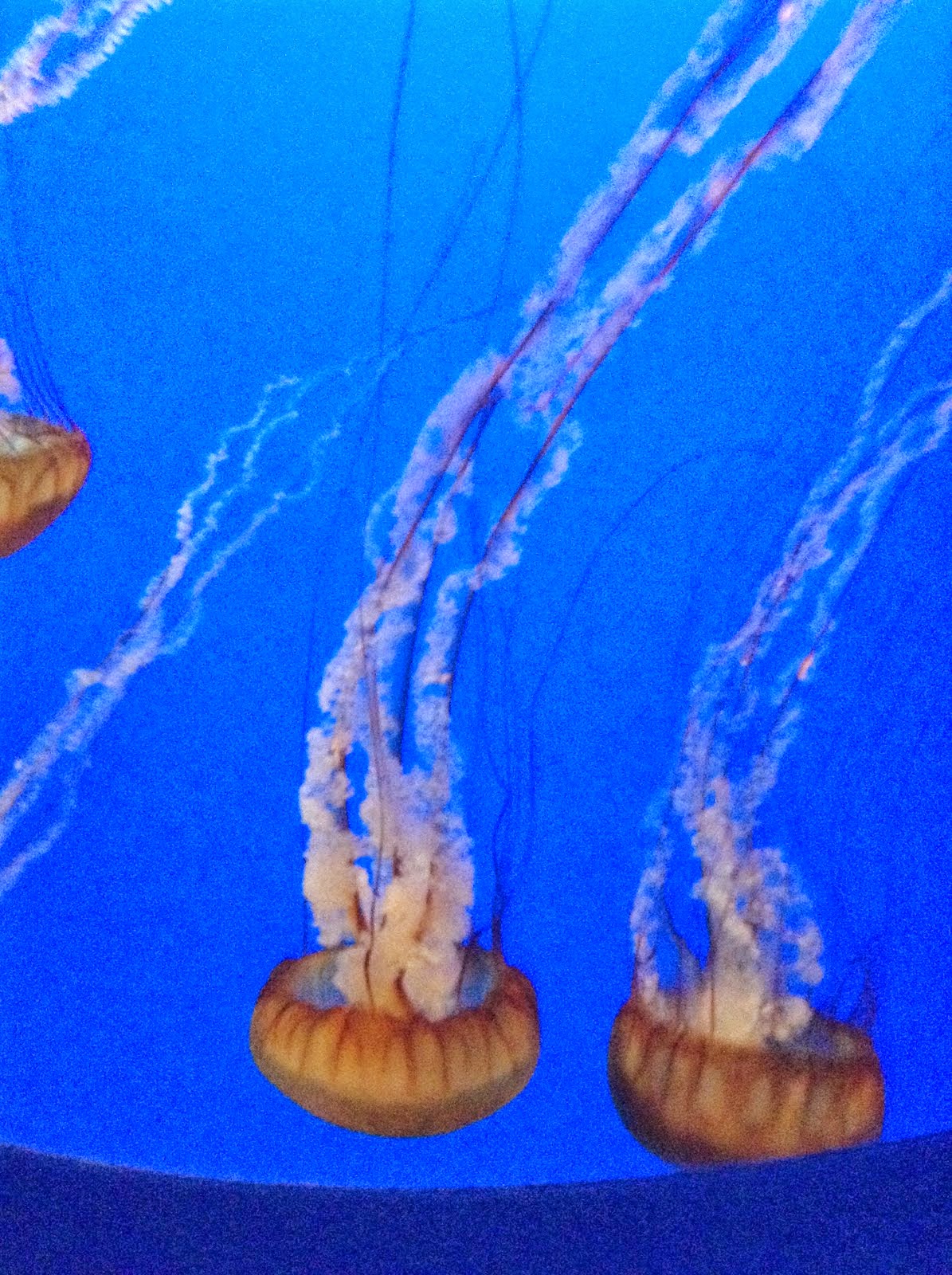 Took this pic at Monterey Aquirium