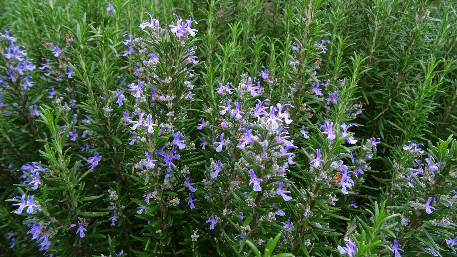 NixPages ROSEMARY IN FLOWER