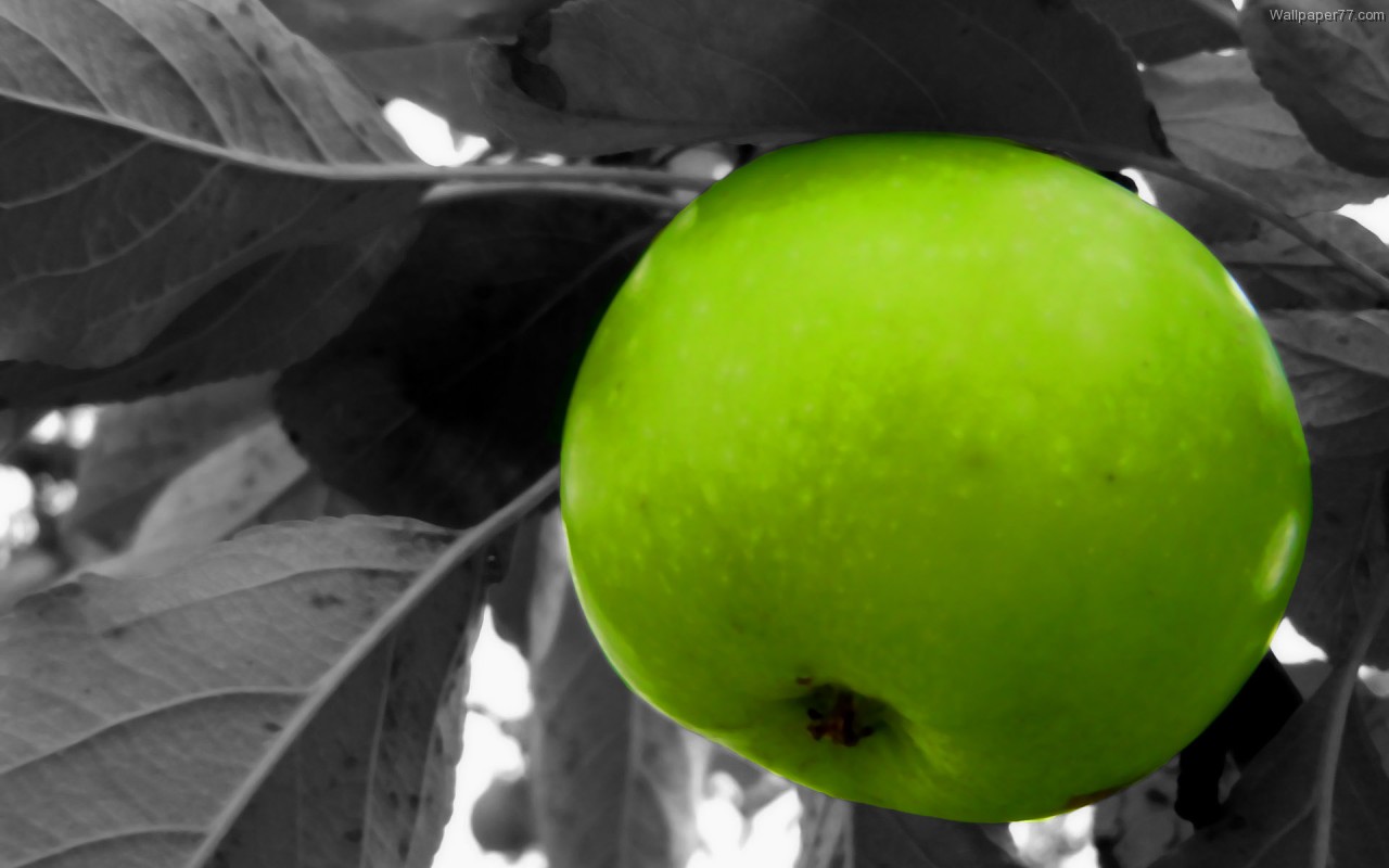 http://2.bp.blogspot.com/-I8krXbuIASA/T7j-0NjqyOI/AAAAAAAAJWI/WQiq8ubNWJ4/s1600/Green-Apple-Tree-food-wallpaper-fruit-wallpapers-1280x800.jpg