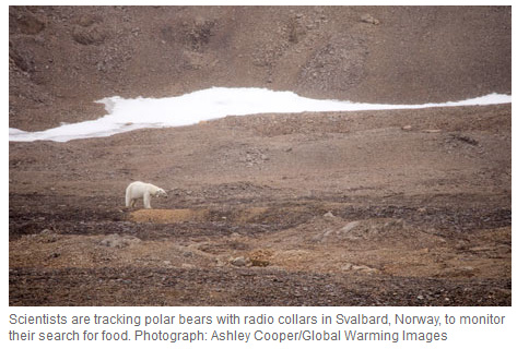 http://2.bp.blogspot.com/-I8o6bOJ1Sjk/UgEa_y0bCgI/AAAAAAABadY/pelFOzr8BM4/s1600/Polar-Bear-monitoring-starving.jpg