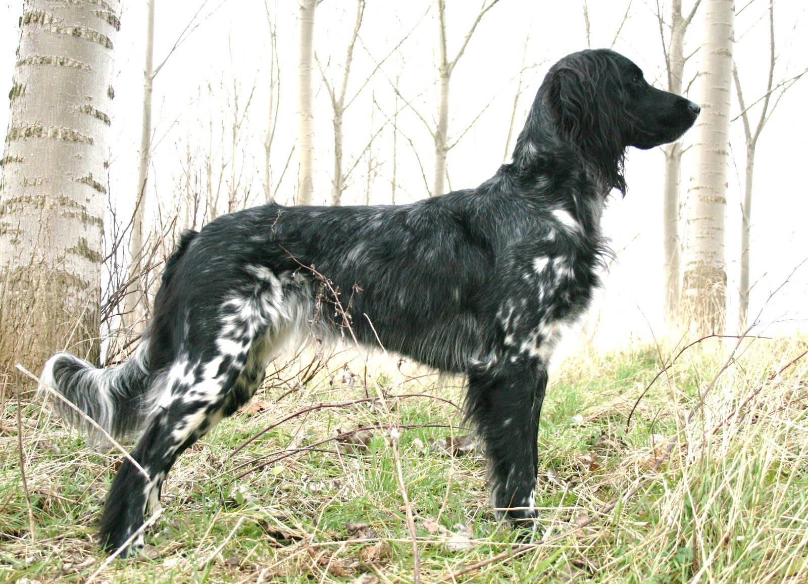 Castra van het Zonnebeekbos