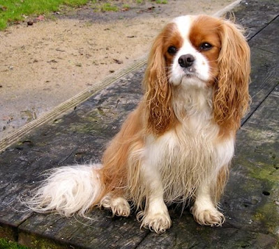 Spaniel Dog Breed Pictures