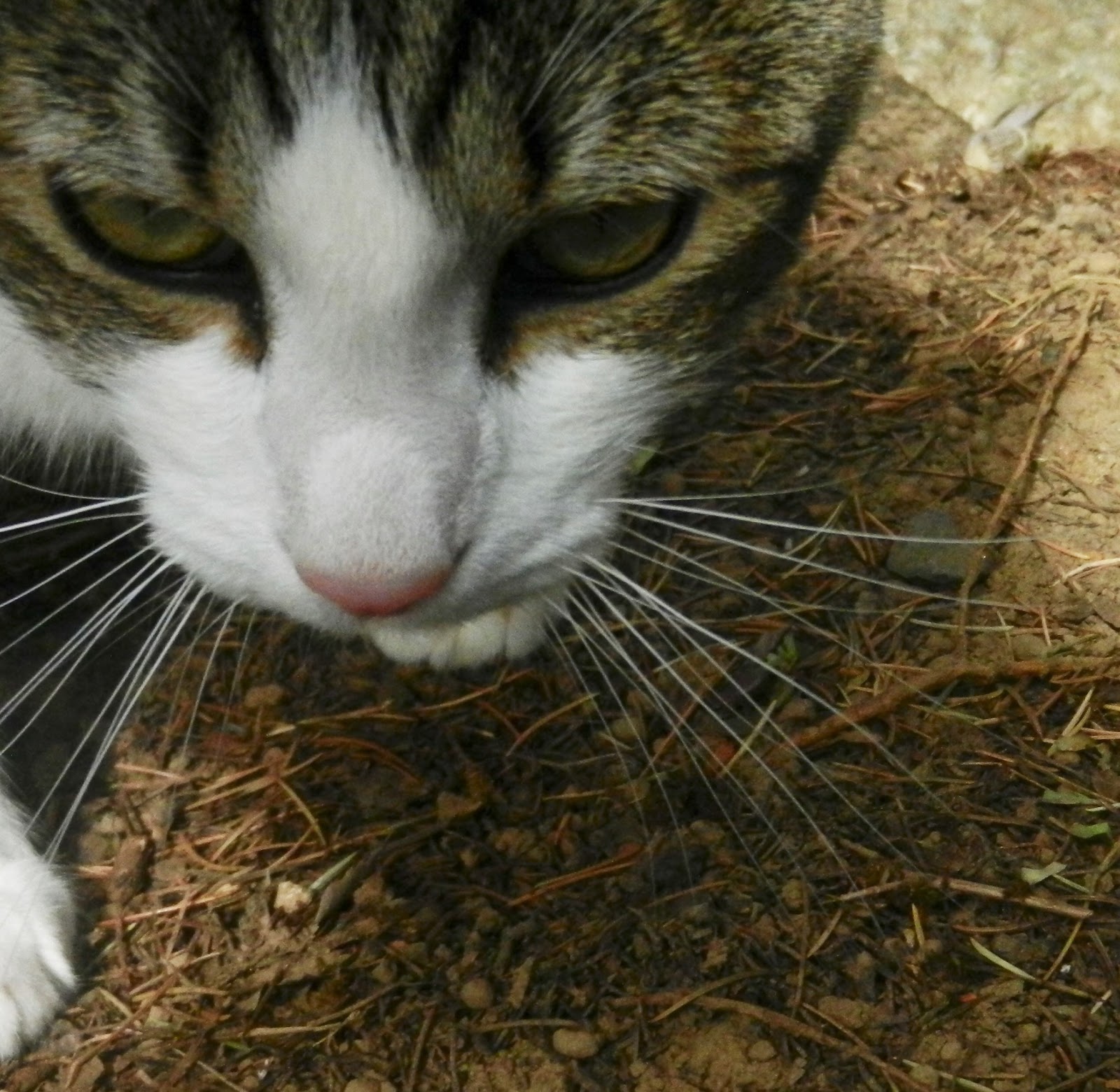 The Complete Guide To Rs3 Hidey Holes & Their Rewards - pzyo1za