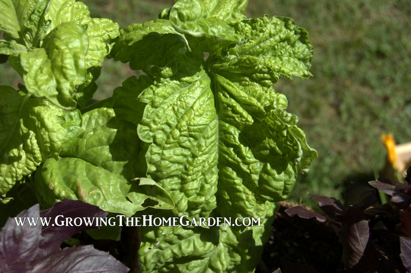 A Few Facts and Tips about Growing Basil Growing The Home Garden
