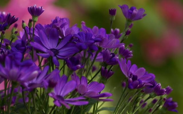 Purple Violet Flowers