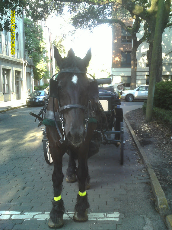 Carriage Ride Anyone?