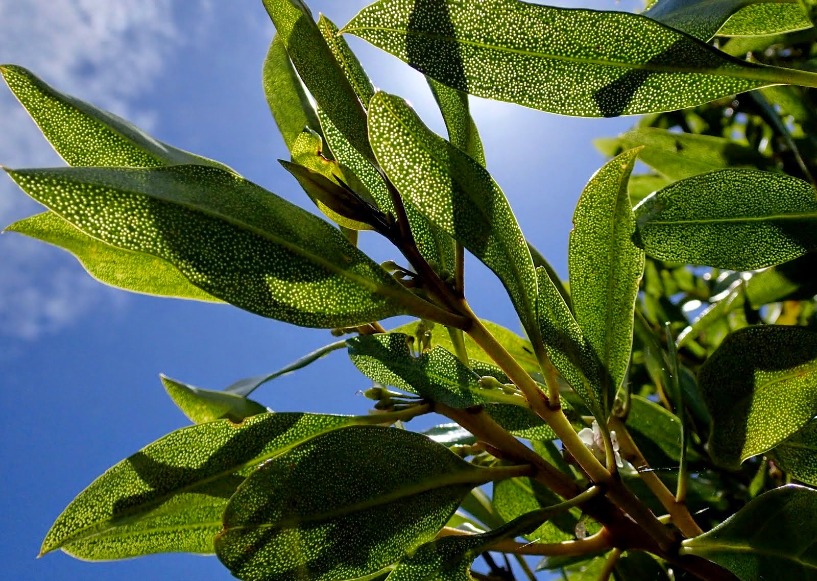 The distinctive leaf of the ngaio tree