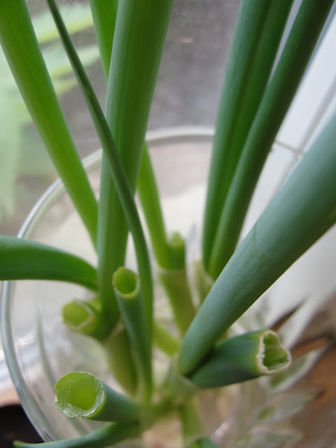 Green Onions in Water green onions grow vase