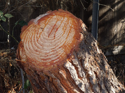 Pine Tree Stump, © B. Radisavljevic