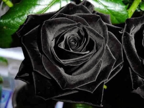 Black Rose Wallpapers Free Download