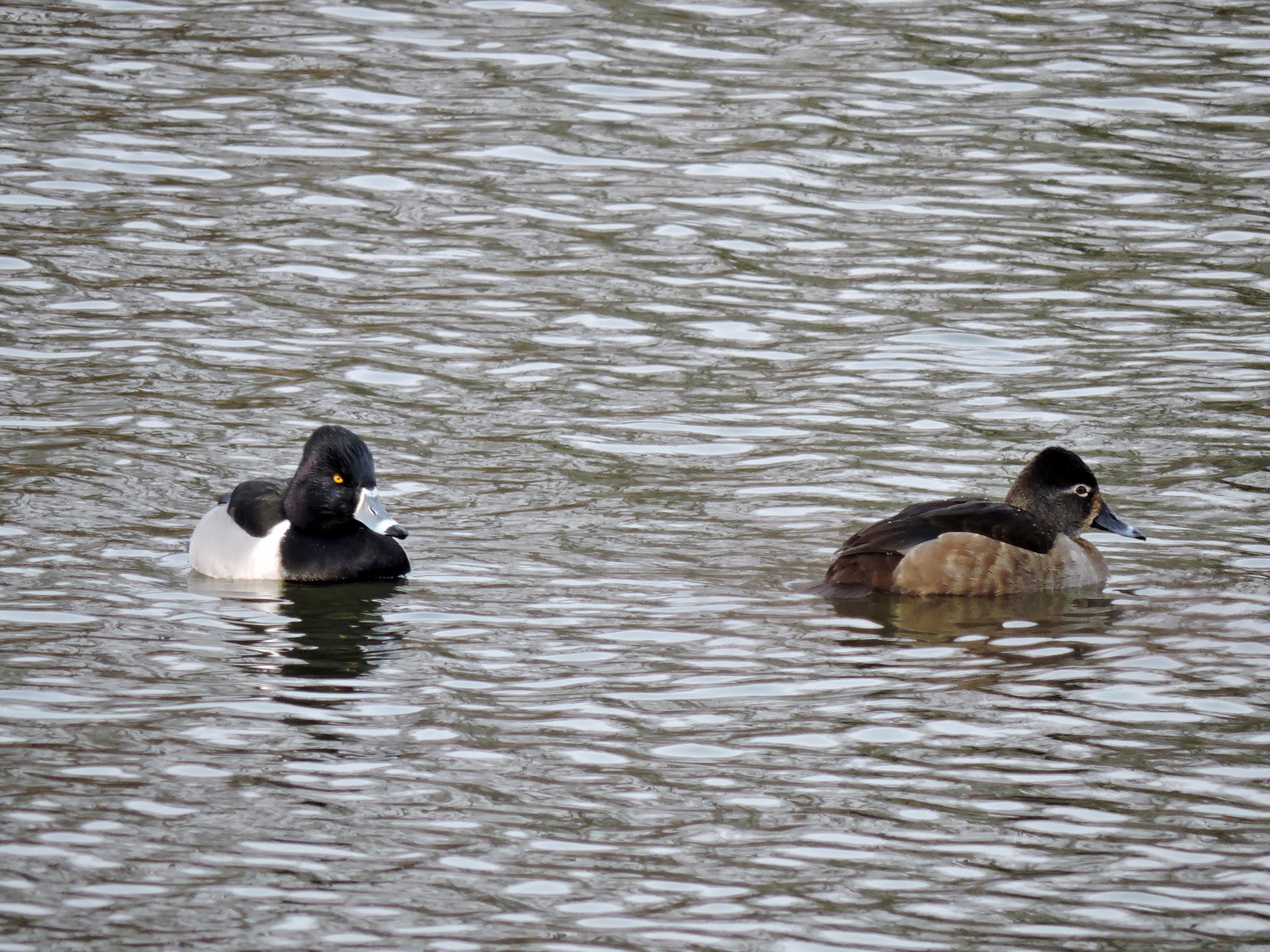 Capital Naturalist by Alonso Abugattas Ringnecked Ducks