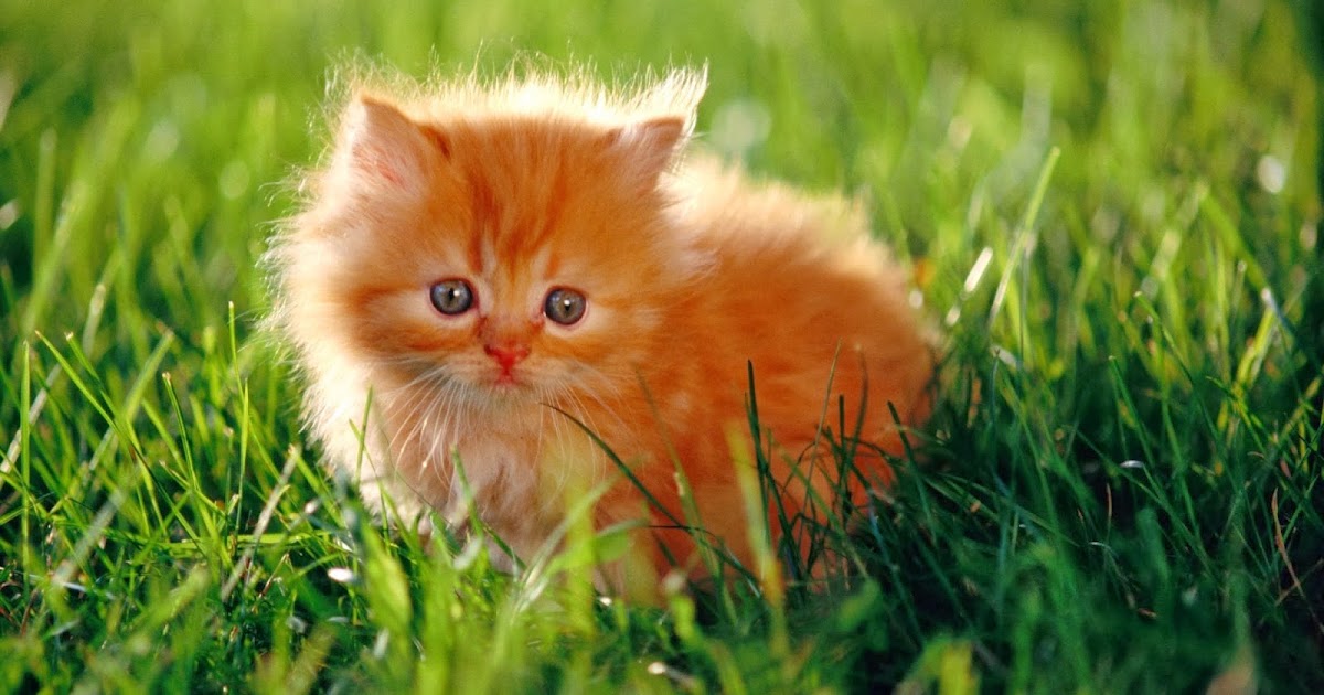 Baby Persian Cat - Pets