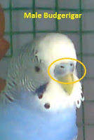 male budgerigar