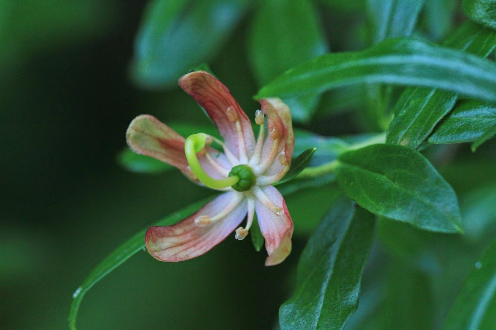  Elliottia pyroliflorus (Copperbush)