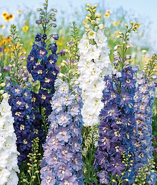 Grow a Blue Garden: Delphinium Fantasia Mixed Colors