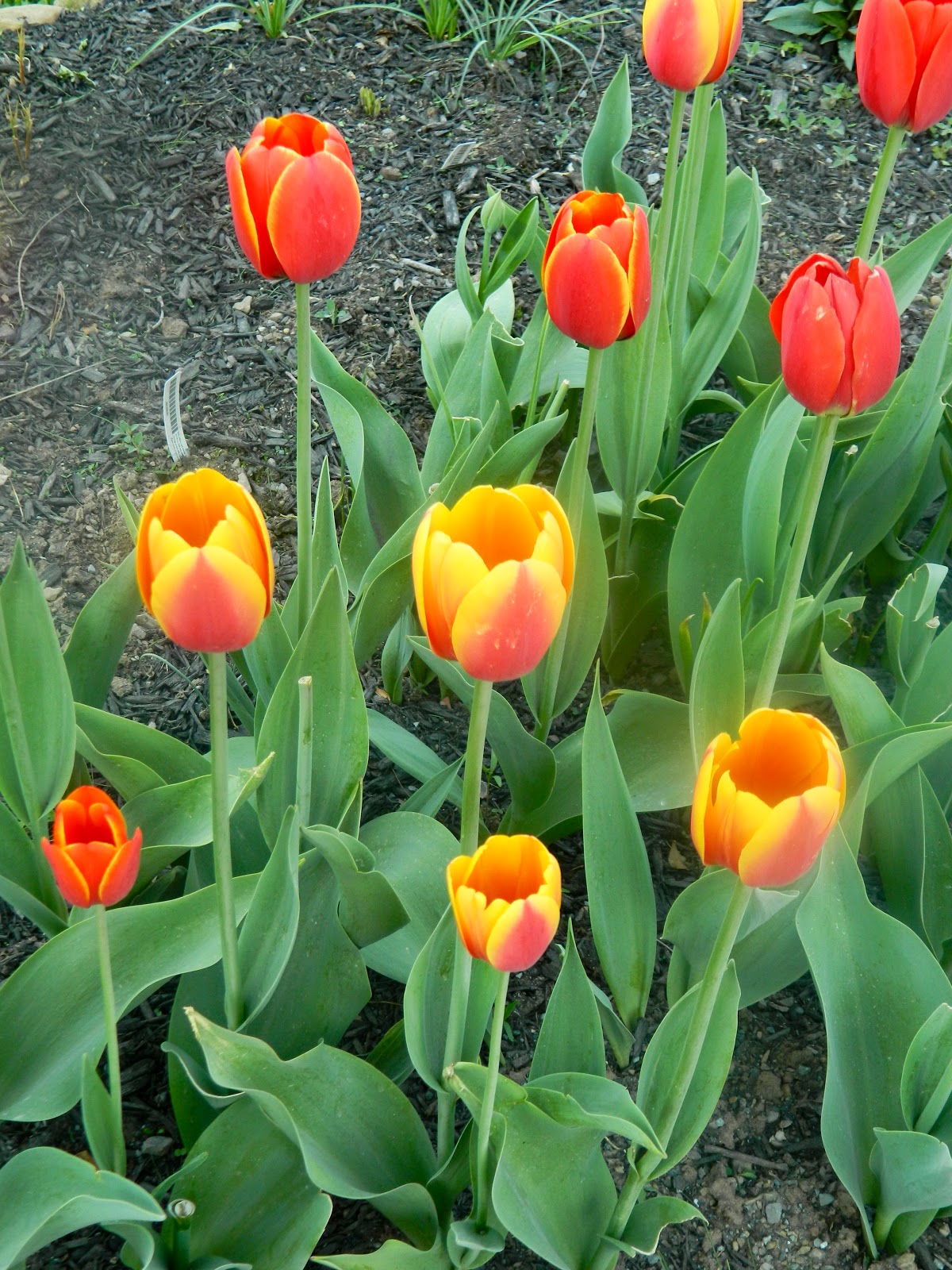Pam's English Cottage Garden Tulips, Violets, and Cherry Blossoms, Oh My!