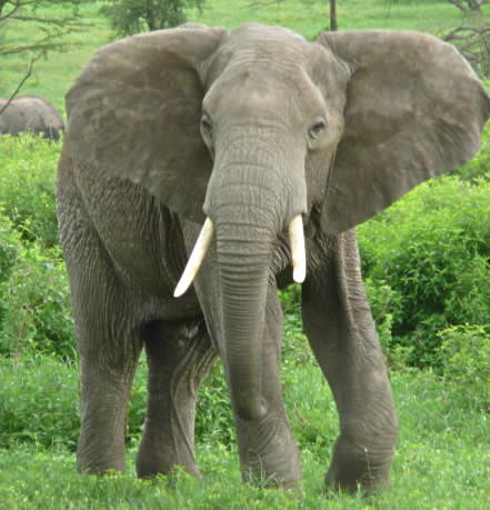 African Male Elephant